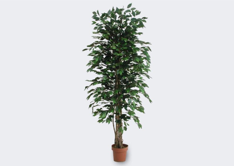 DPF1G150 FICUS 150