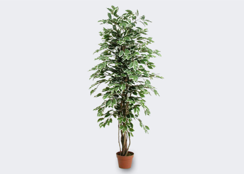 DPF1V150 FICUS VARIEG. 150