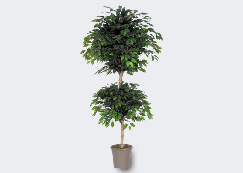 IP-35X2-G BENJAMIN FICUS