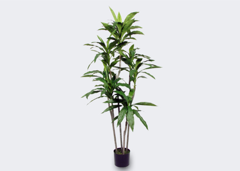 SP221-160-G DRACENA FRAGRANS