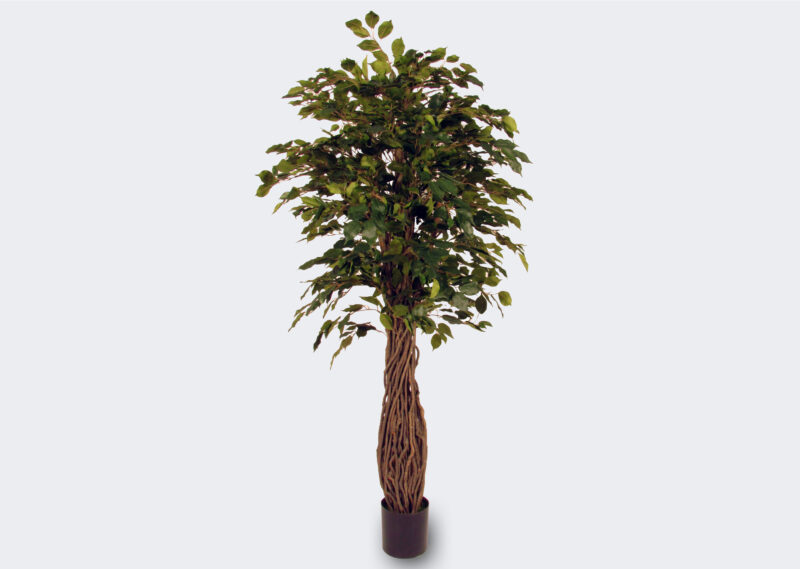 ST201-190 FICUS BENJAMIN