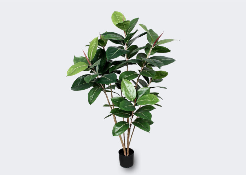 Y-FIC-ELAS120 FICUS ELASTICA 120