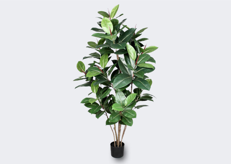 Y-FIC-ELAS150-G FICUS ELASTICA 150