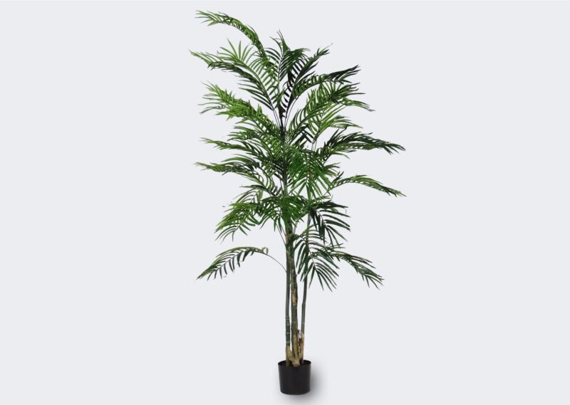 Y-P688-150 ARECA PALMA